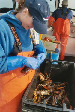 Researcher measures American lobster captured as part of the Ventless Trap Survey. Photo credit: Trisha Cheney, ME DMR. 