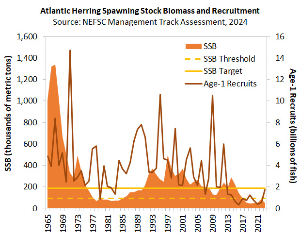 Atlantic Herring