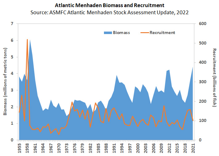 Atlantic Menhaden