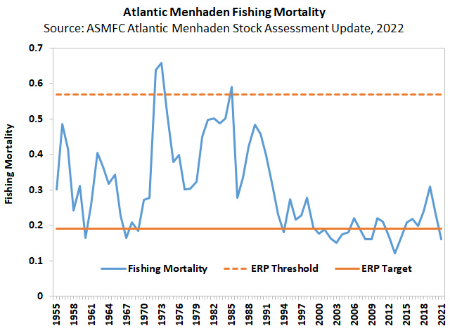 Atlantic Menhaden