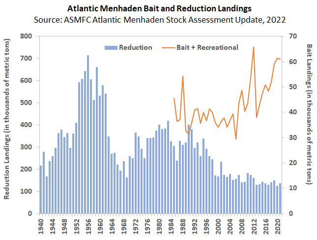 Atlantic Menhaden