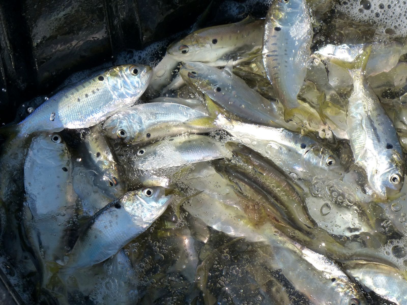 School of menhaden