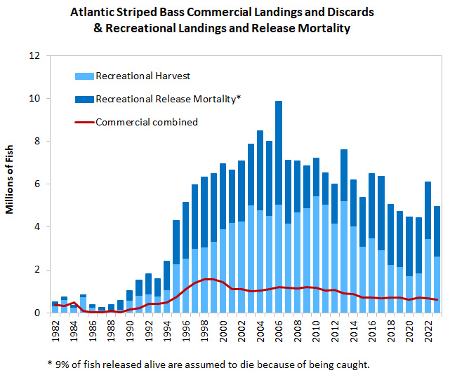 Atlantic Striped Bass