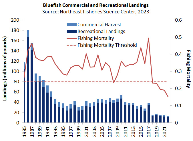 Bluefish