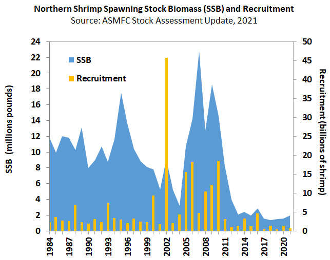 Northern Shrimp