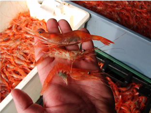 Northern Shrimp