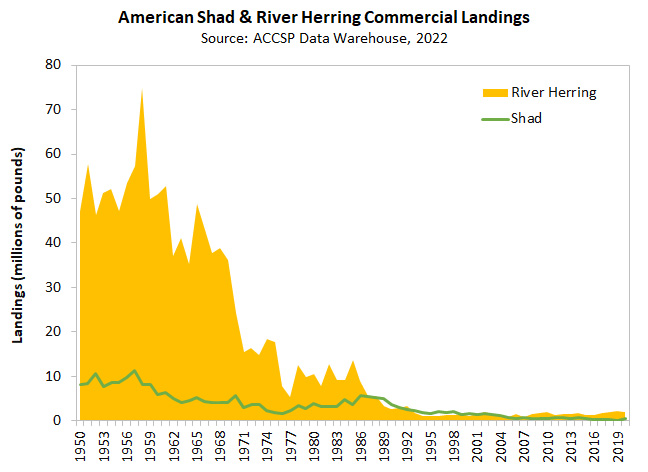 American Shad