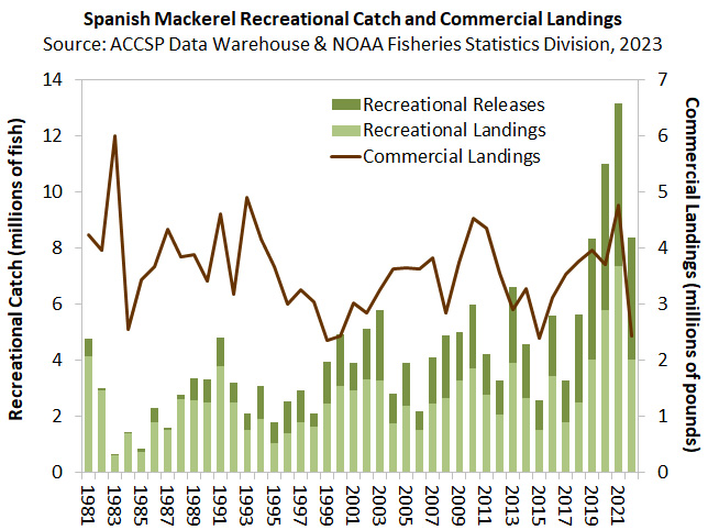 Spanish Mackerel