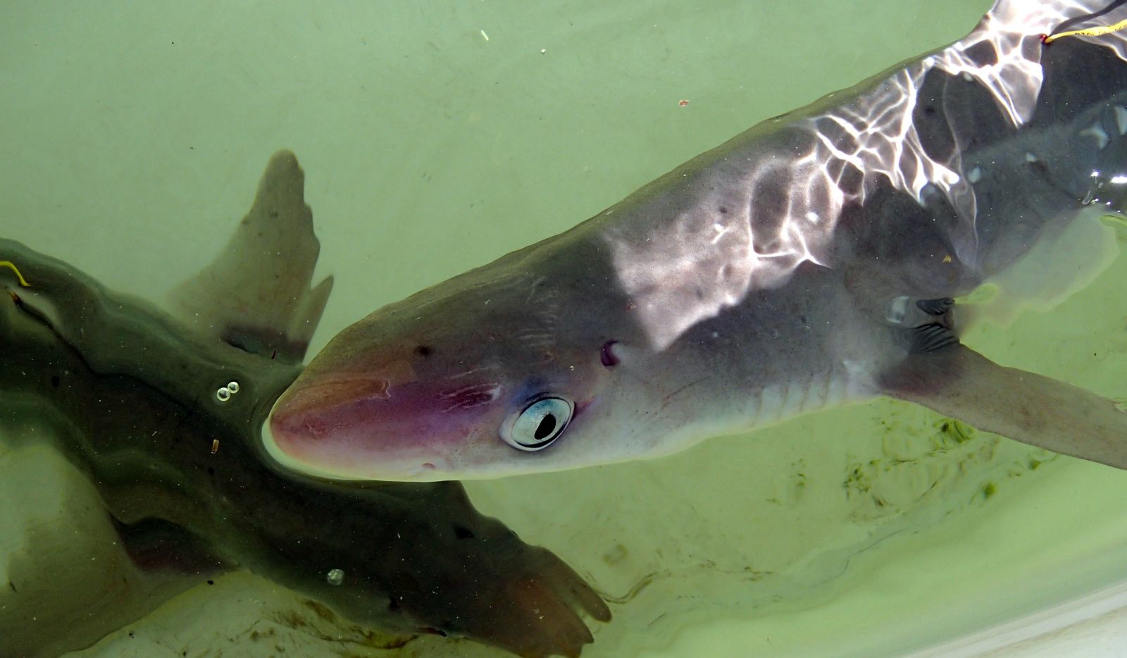 Spiny Dogfish