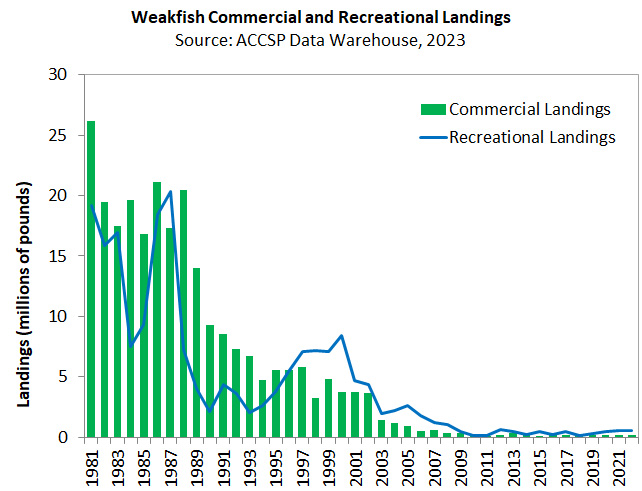 Weakfish