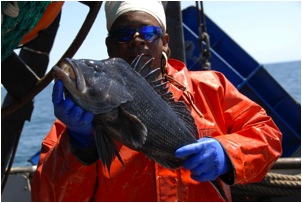 Black Sea Bass