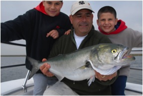 Bluefish