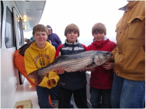 Atlantic Striped Bass