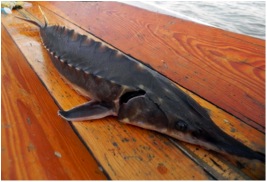 Atlantic Sturgeon